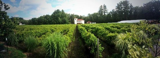 fulchino vineyard