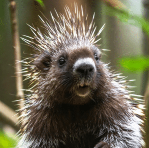 affinity groups 300x298