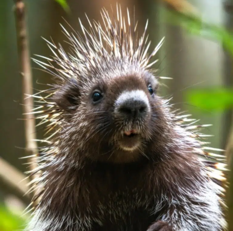 affinity groups 768x763